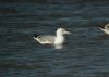 Caspian Gull at Hole Haven Creek (Steve Arlow) (47612 bytes)